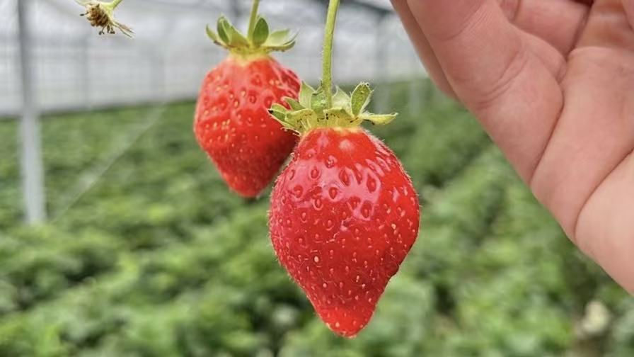 福岡伊都きんぐ（伊都king）甘王草莓加工販賣專賣店招牌與職人研發甜點