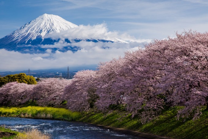 潤井川龍嚴淵櫻花與富士山合影