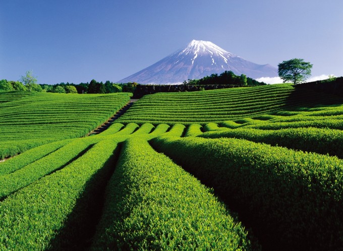 富士山清冽水源與自然風景