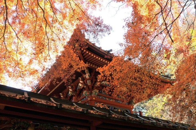 高尾山秋冬紅葉與山林自然風光